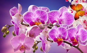 orchids-866580